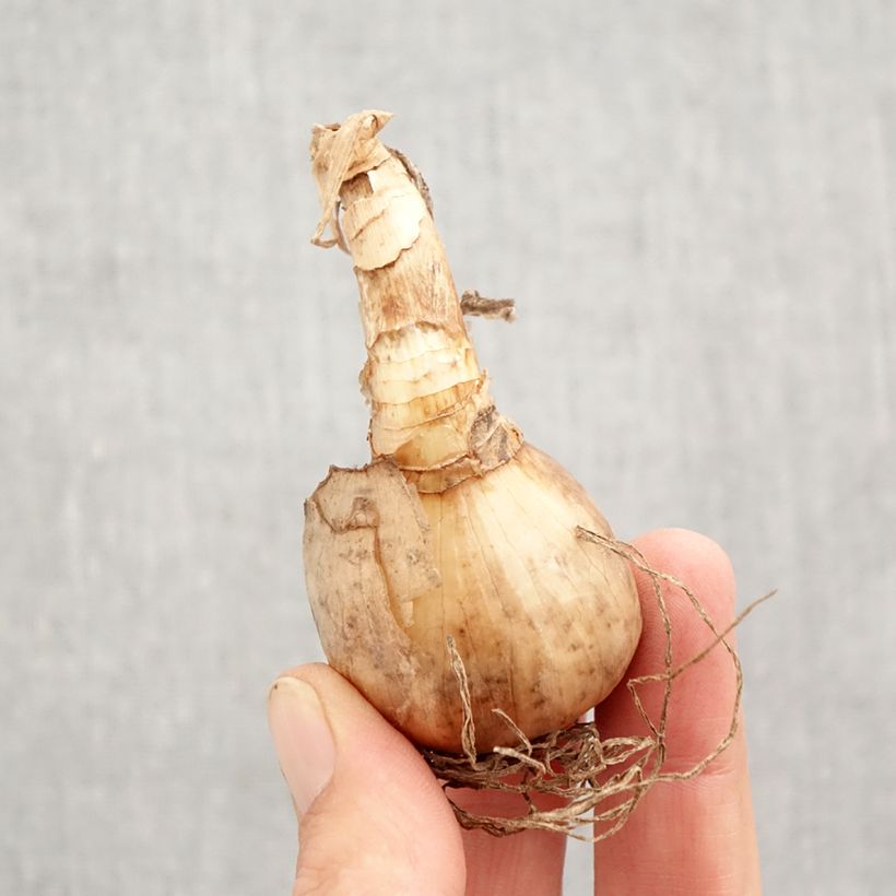 Narcissus Tahiti Bulb size 12+ sample as delivered in autumn