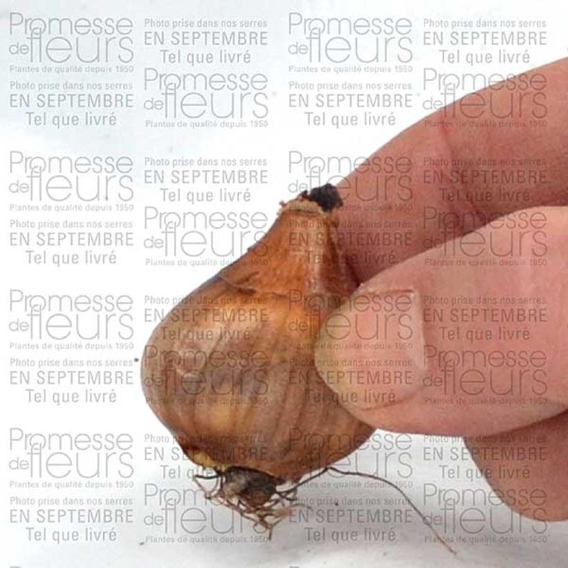 Example of Narcissus Topolino Bulb size 8+ specimen as delivered