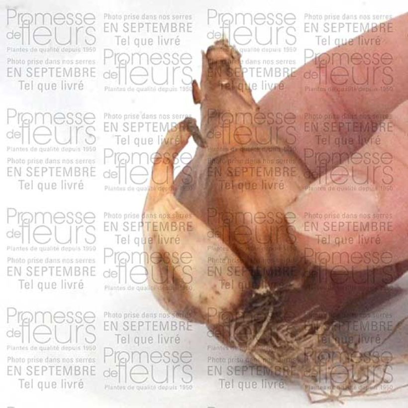 Example of Narcisse Toto Bulbe calibre 10+ specimen as delivered