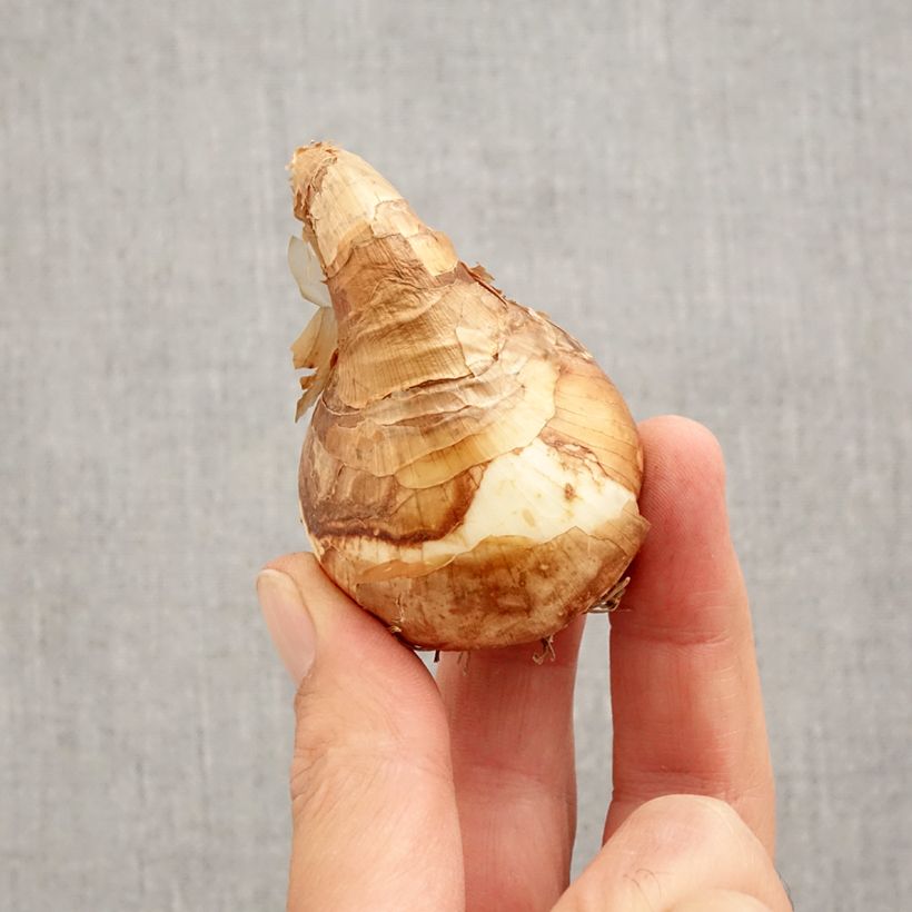 Narcissus Trepolo Bulb size 12+ sample as delivered in autumn