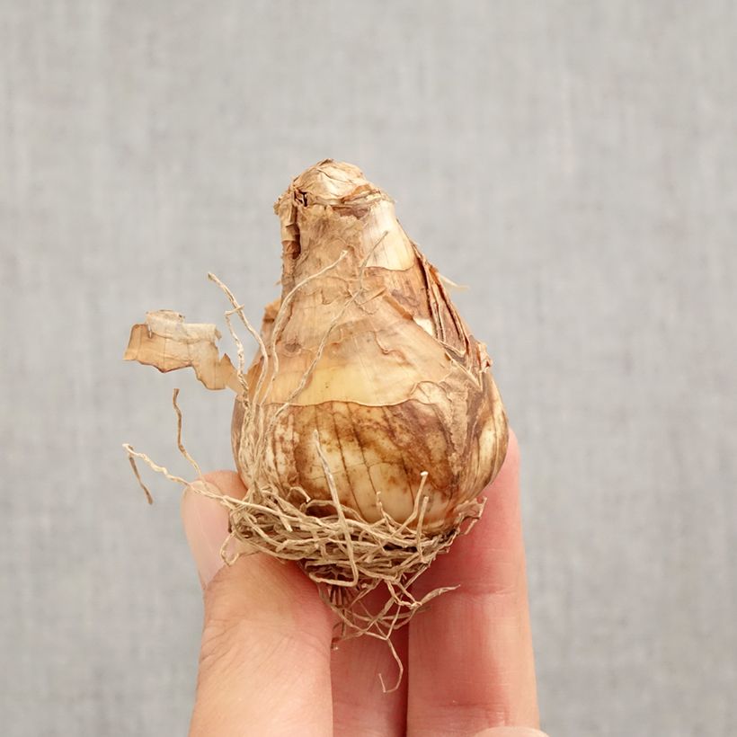 Narcissus triandrus Thalia - Daffodil Bulb size 12+ sample as delivered in autumn