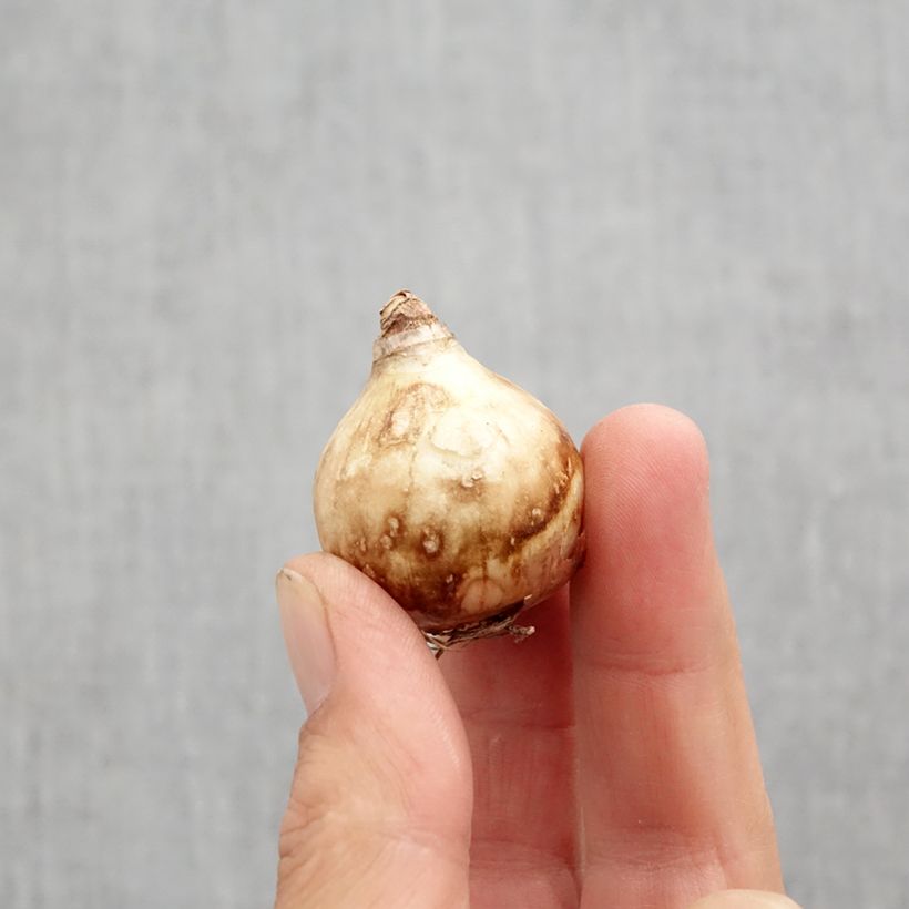 Narcissus Tripartite Bulb size 10 sample as delivered in autumn