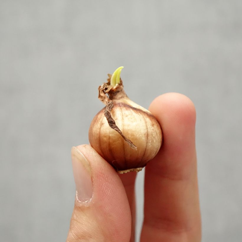 Narcissus Twinkling Yellow Bulb size 8+ sample as delivered in autumn