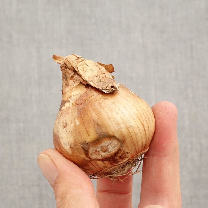 Narcissus Walz Bulb size 12+ sample as delivered in autumn