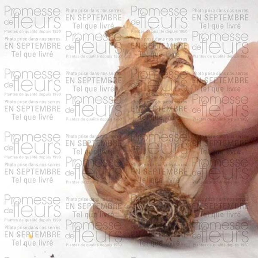 Example of Narcissus Wave Bulb size 12+ specimen as delivered