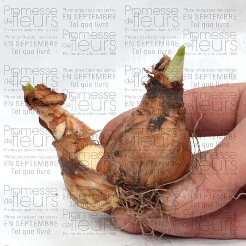 Example of Narcissus Westward Bulb size 14+ specimen as delivered