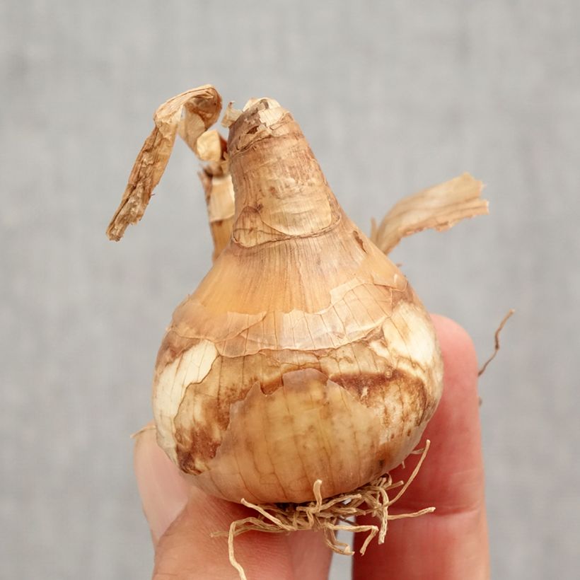 Narcissus White Lion - Daffodil Bulb size 14/16 sample as delivered in autumn