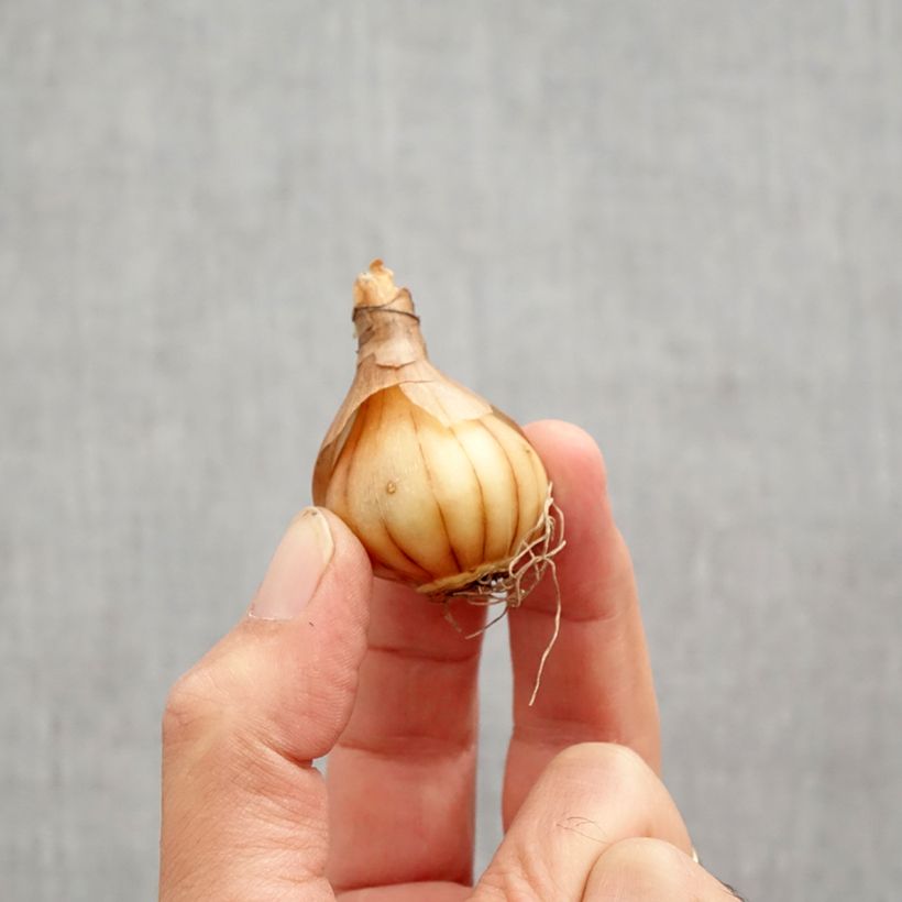 Narcissus W.P. Milner Bulb size 10+ sample as delivered in autumn