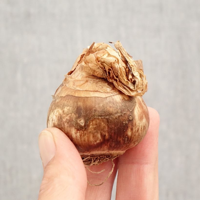 Narcissus   Bulb size 12+ sample as delivered in autumn