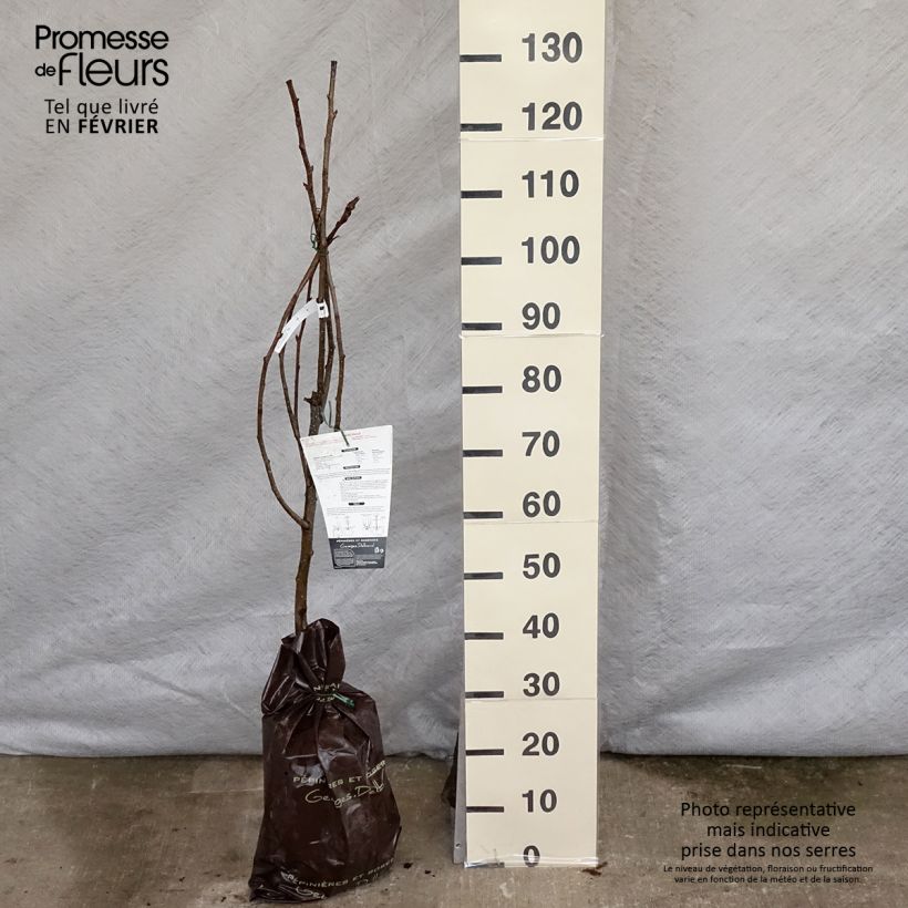 Nashi Hosui Abundance - Apple-Pear Ready-to-plant root ball, Goblet sample as delivered in winter