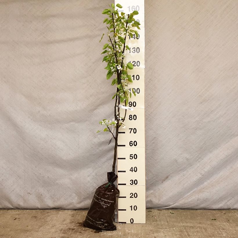 Nashi Hosui Abundance - Apple-Pear Ready-to-plant root ball, Goblet sample as delivered in spring