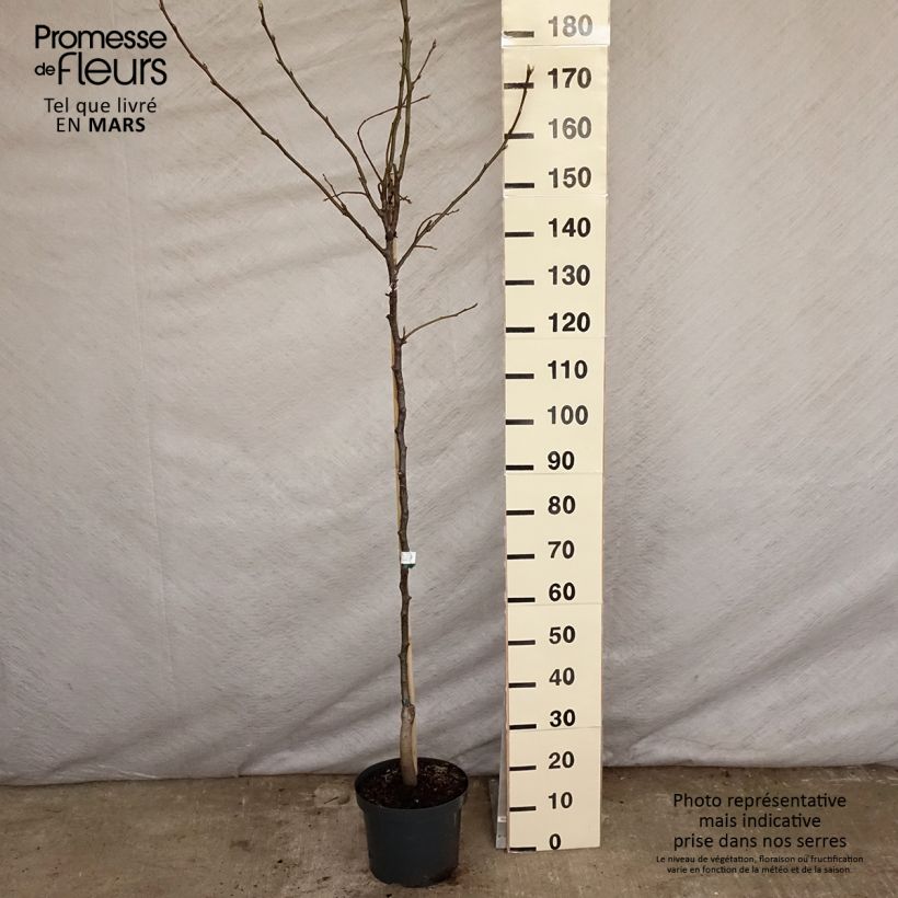 Pyrus pyrifolia - Asian Pear 7.5L/10L pot, Half standard sample as delivered in spring