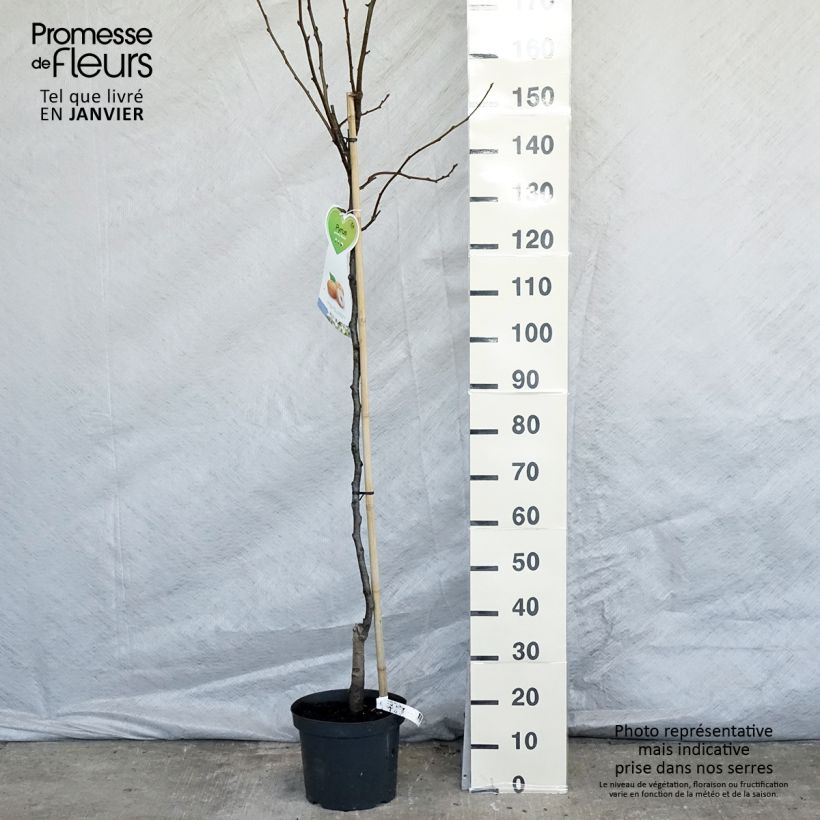 Nashi Niitaka - Apple-Pear 7.5L/10L pot, Half standard sample as delivered in winter