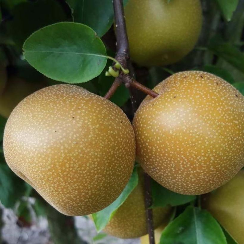 Nashi Nijisseiki - Apple-Pear (Harvest)