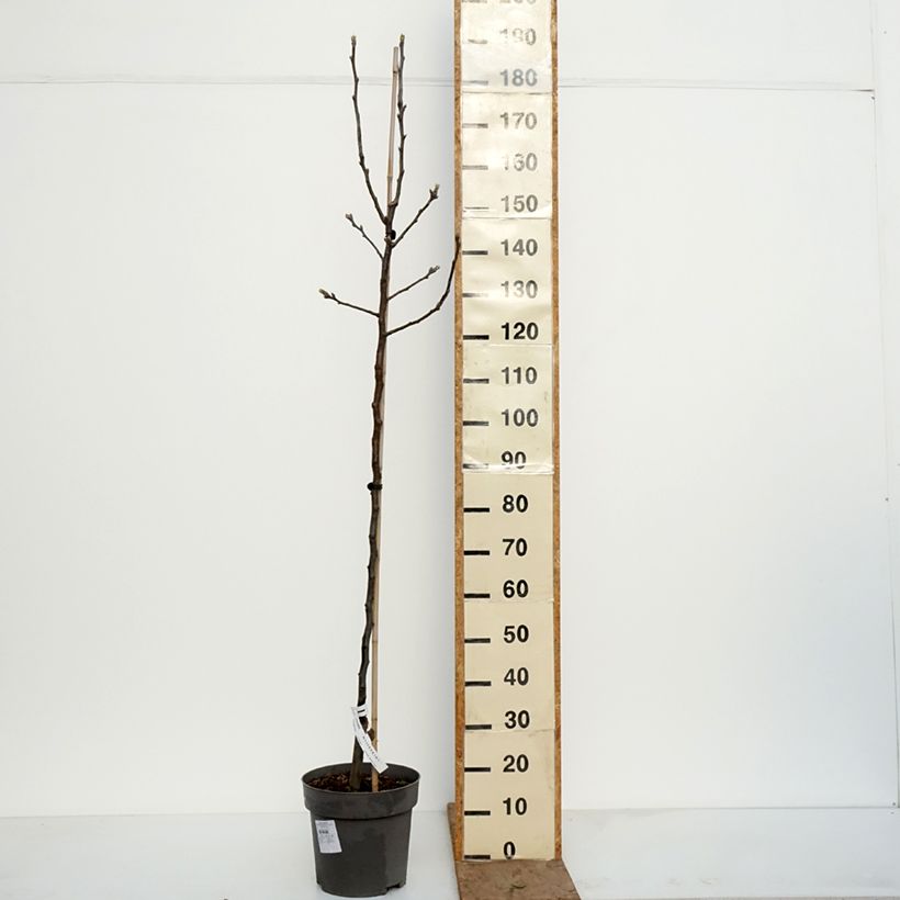 Nashi Nijisseiki - Apple-Pear 7.5L/10L pot, Goblet sample as delivered in winter