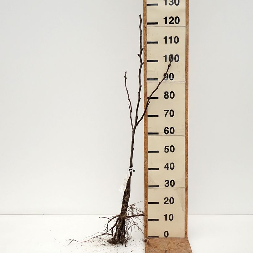 Nashi Shinseiki Organic - Apple-Pear Bare root, Scion sample as delivered in winter