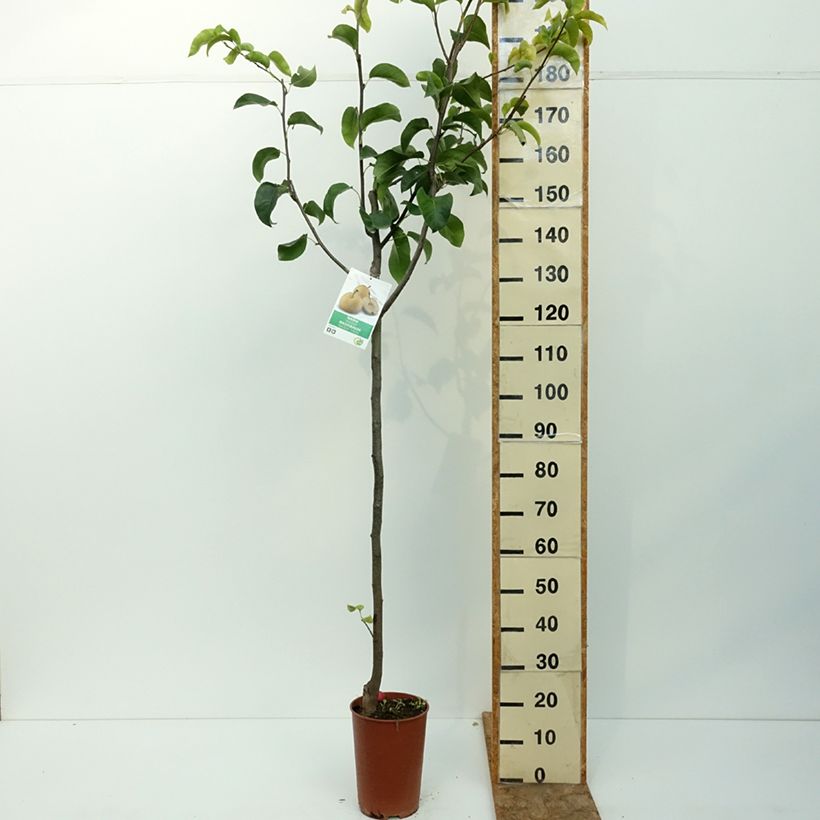 Nashi Shinseiki - Apple-Pear 7.5L/10L pot, Half standard sample as delivered in summer