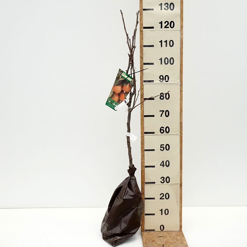 Nashi Shinsui - Apple-Pear Ready-to-plant root ball, Goblet sample as delivered in autumn