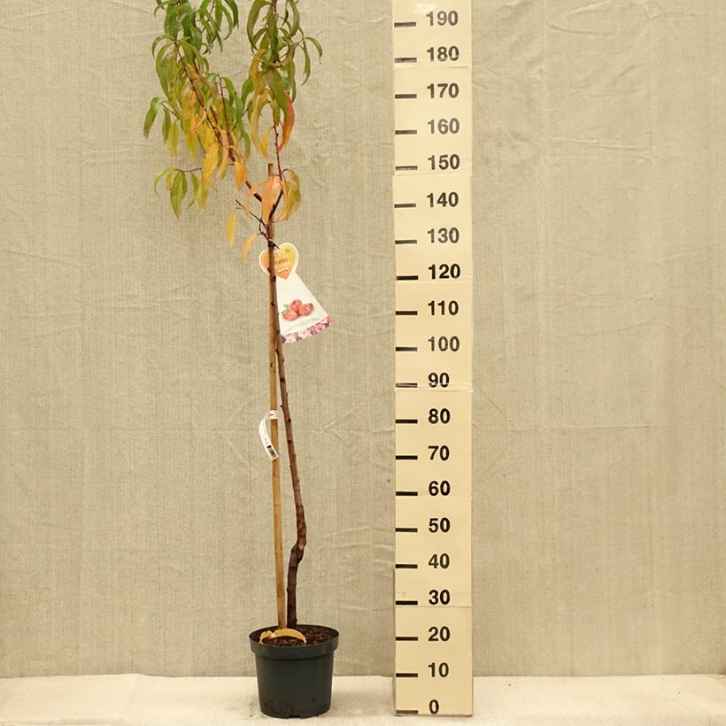 Prunus Flateryna - Flat-fruited nectarine tree 7.5L/10L pot, Half standard sample as delivered in autumn
