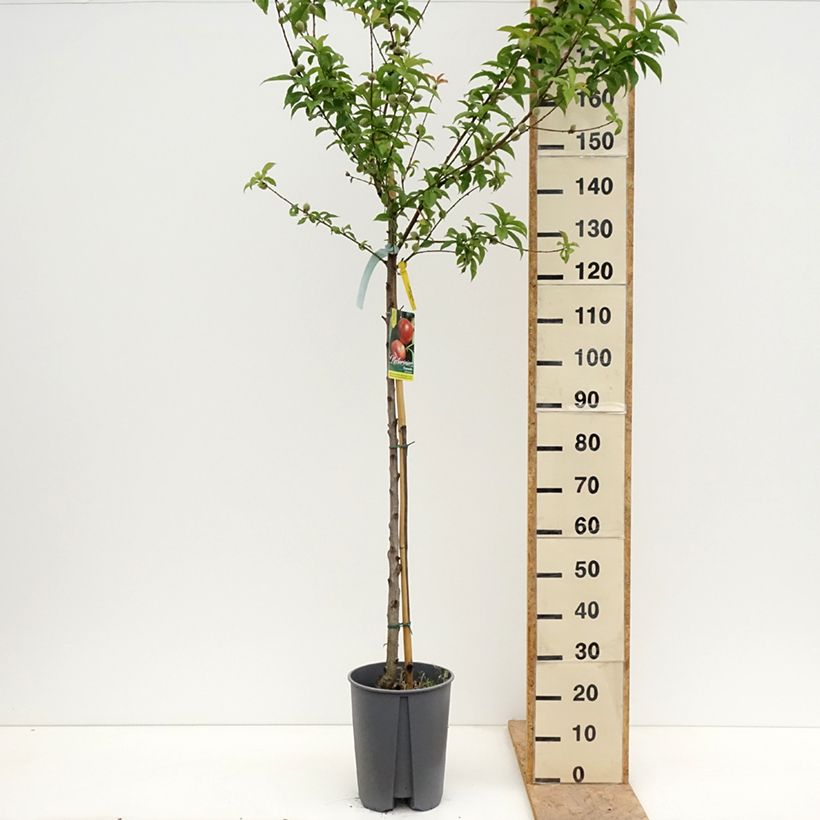 Prunus Fantasia - Nectarine Tree 7.5L/10L pot, Half standard sample as delivered in spring