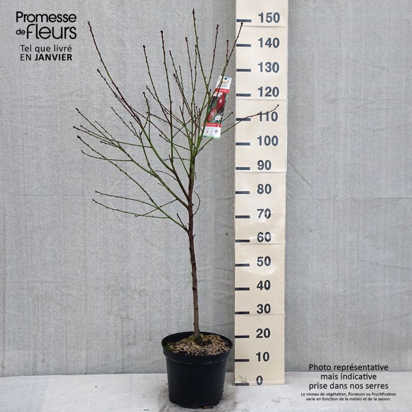 Prunus Fantasia - Nectarine Tree 7.5L/10L pot, Goblet sample as delivered in winter