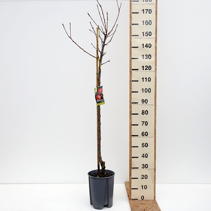 Prunus Fantasia - Nectarine Tree 7.5L/10L pot, Half standard sample as delivered in autumn