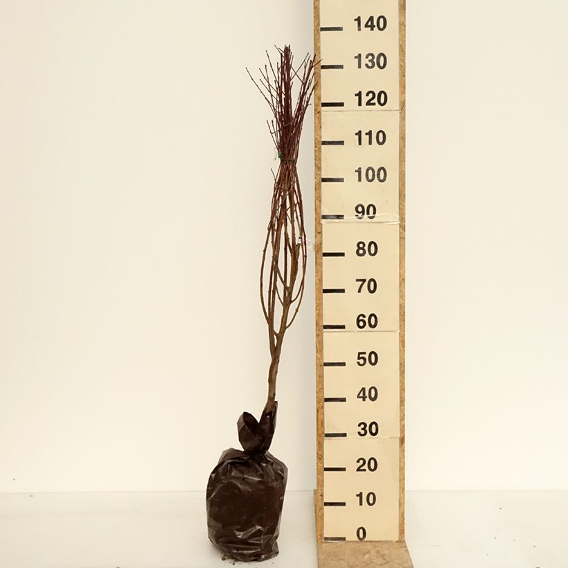 Prunus persica Nectarine Mesembrine (flat) - Georges Delbard Ready-to-plant root ball, Goblet sample as delivered in spring