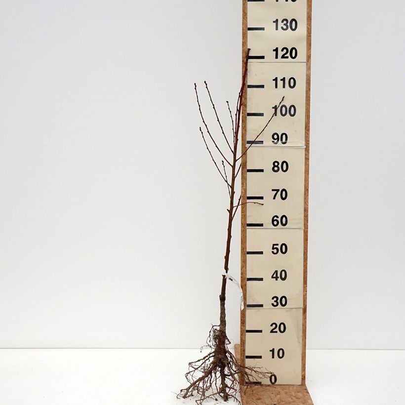 Prunus persica Morton - Nectarine Tree Bare root, Scion sample as delivered in winter