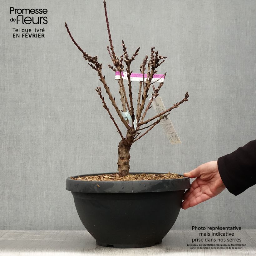 Prunus persica Garden Beauty - Dwarf Nectarine Tree 6L/7L pot, Dwarf sample as delivered in winter