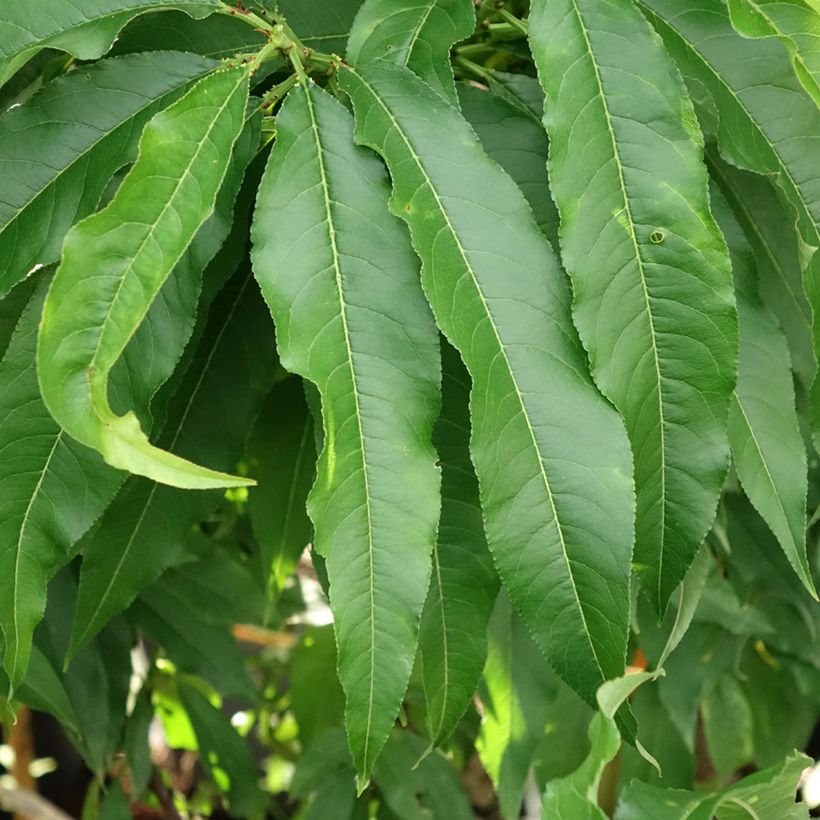Prunus persica Nectarella - Dwarf Nectarine Tree (Foliage)
