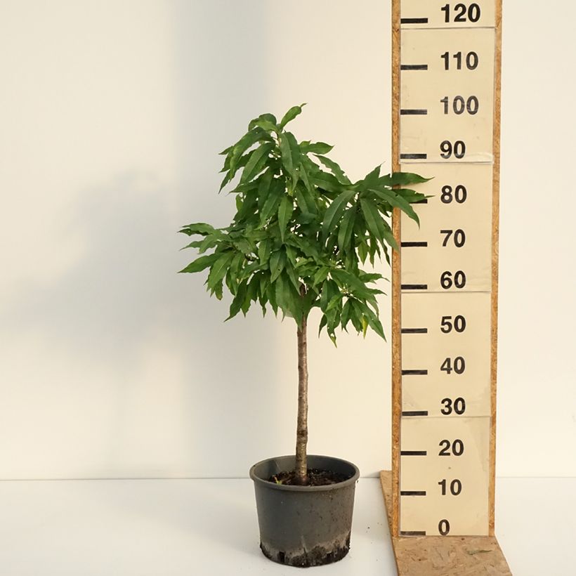 Prunus persica Nectarella - Dwarf Nectarine Tree 7.5L/10L pot, Quarter standard sample as delivered in summer
