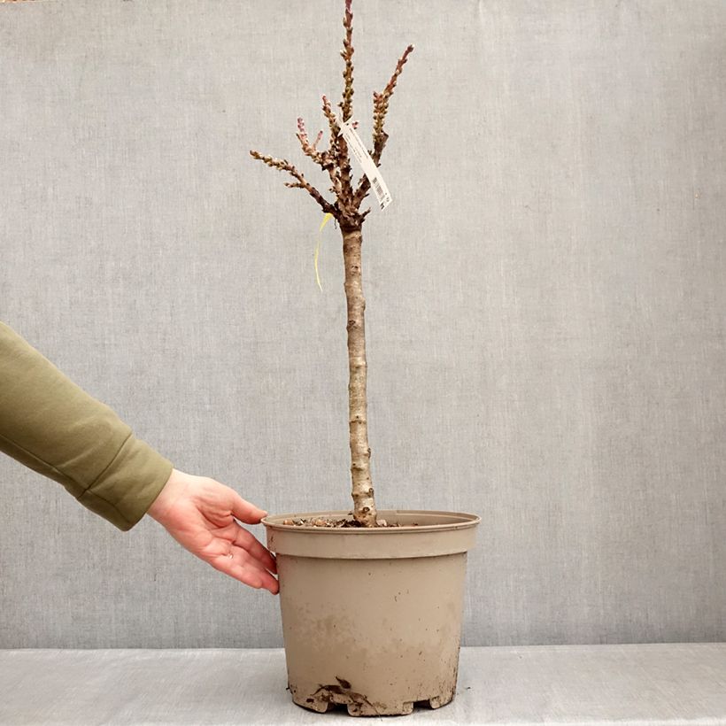 Prunus persica Nectarella - Dwarf Nectarine Tree 7.5L/10L pot, Quarter standard sample as delivered in winter