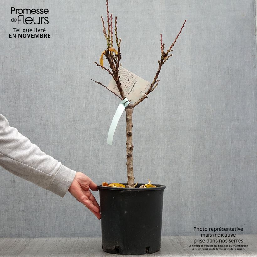 Prunus persica Rubis Necta Zee - Dwarf Nectarine Tree 7.5L/10L pot, Dwarf sample as delivered in autumn