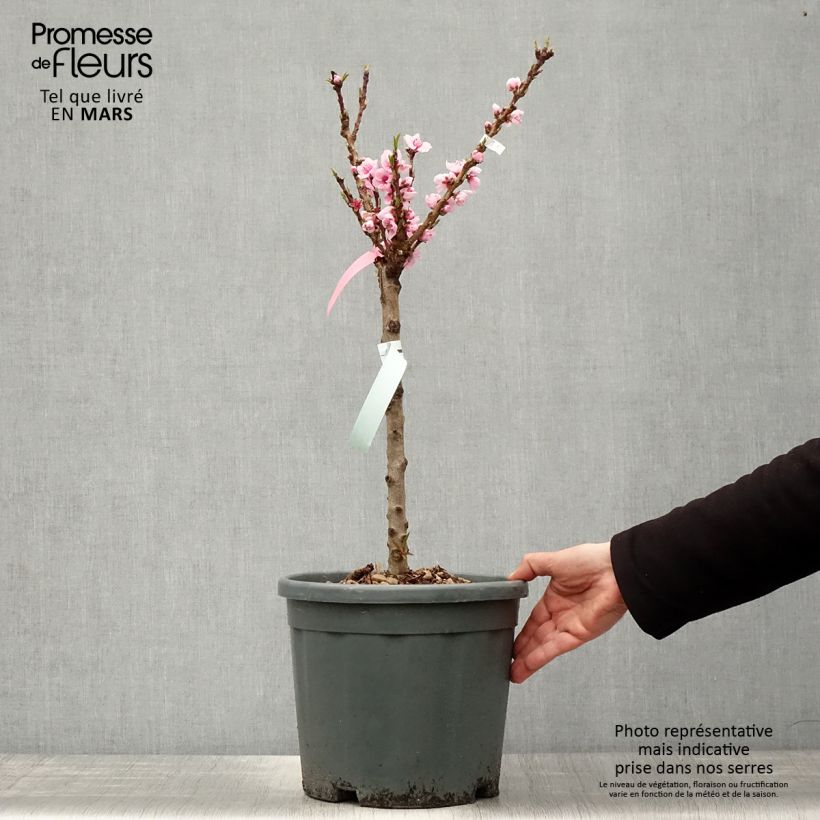 Prunus persica Snow Baby - Dwarf Nectarine Tree 7.5L/10L pot, Quarter standard sample as delivered in spring