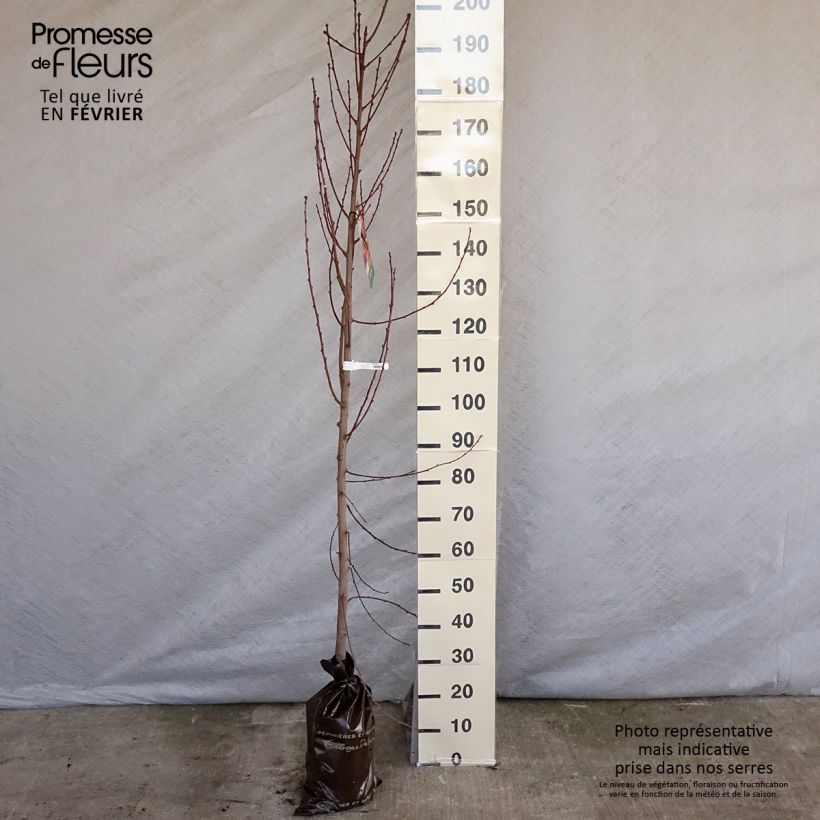 Prunus Nectared - Nectarine Tree Ready-to-plant root ball, Scion sample as delivered in winter