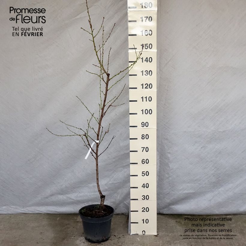 Prunus Nectarose - Nectarine tree 7.5L/10L pot, Goblet sample as delivered in winter