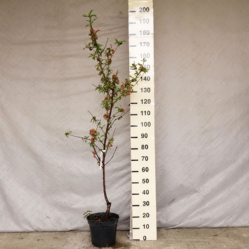 Prunus Nectarose - Nectarine tree 7.5L/10L pot, Goblet sample as delivered in spring