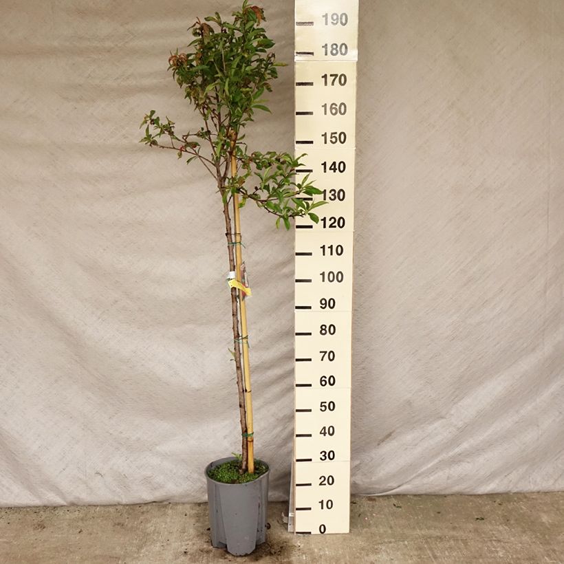 Prunus Plat - Nectarine tree 7.5L/10L pot, Half standard sample as delivered in spring