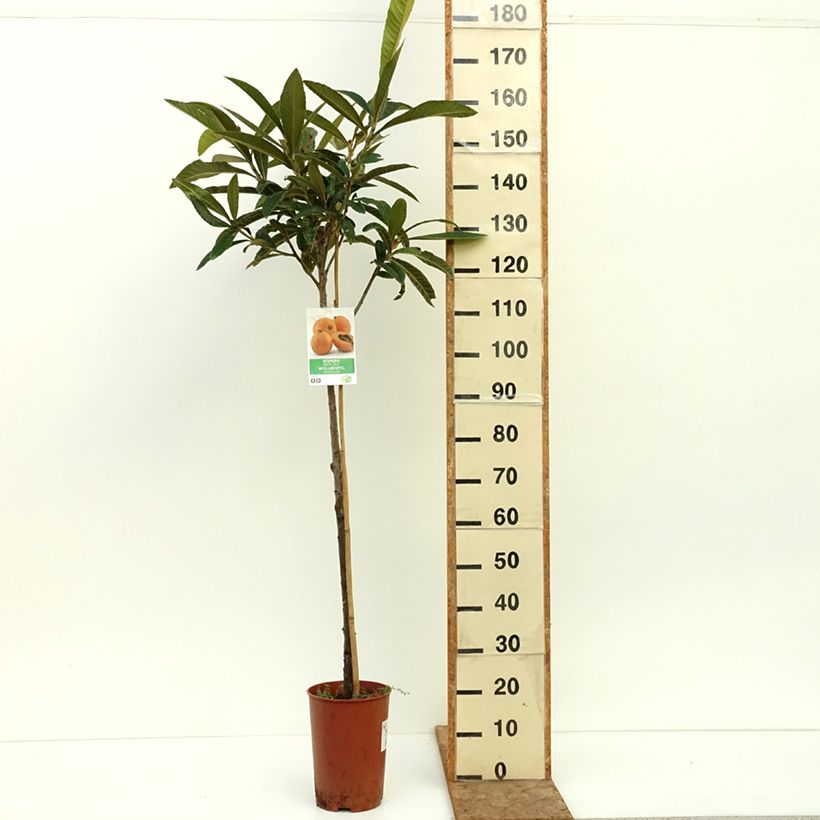 Eriobotrya japonica Argelino - Japanese Loquat 7.5L/10L pot sample as delivered in summer