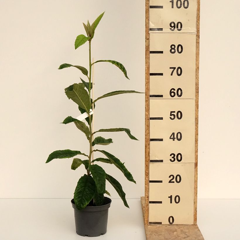 Eriobotrya japonica 3L/4L pot sample as delivered in spring