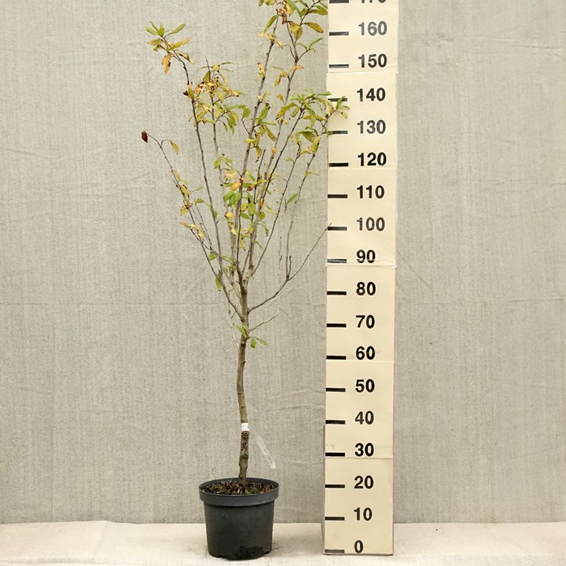 Mespilus germanica - Common Medlar 4L/5L pot sample as delivered in autumn