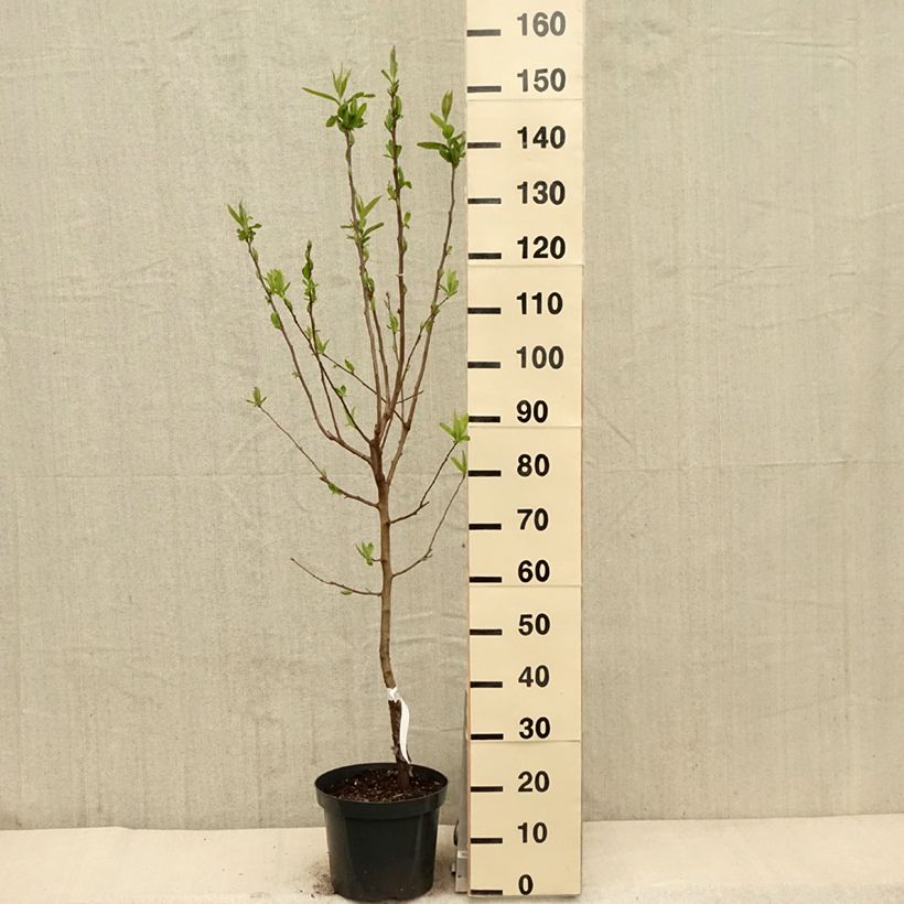 Mespilus germanica - Common Medlar 4L/5L pot sample as delivered in spring