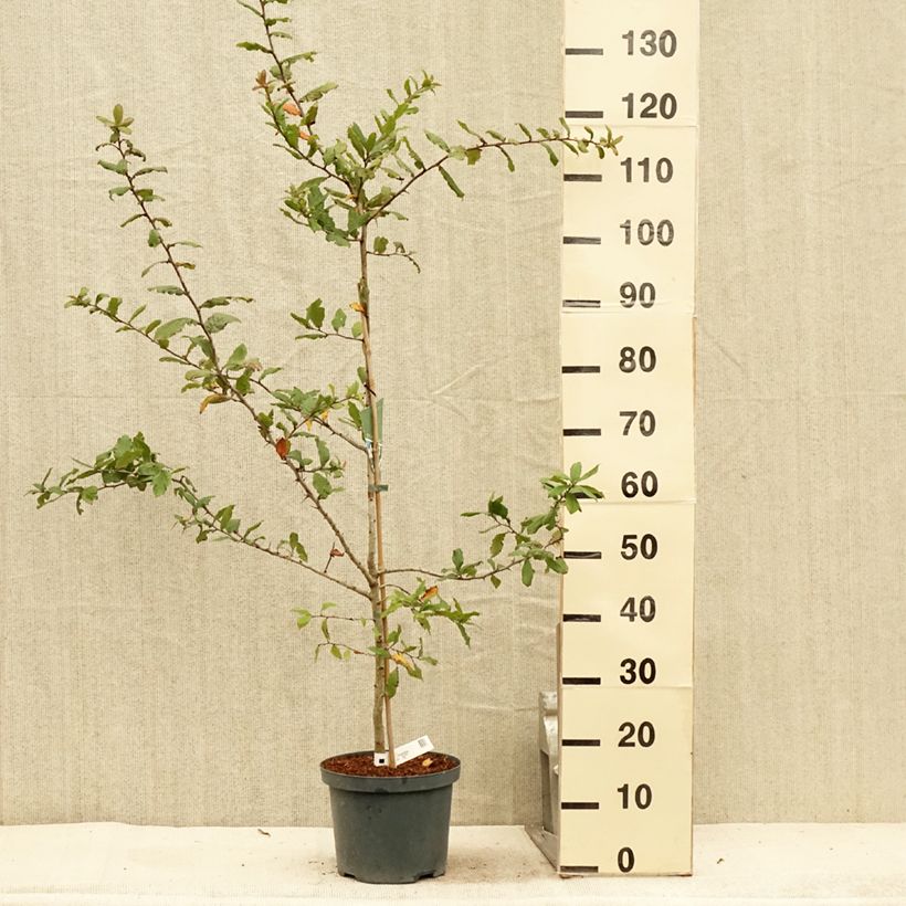 Mespilus germanica Westerveld - Common Medlar 4L/5L pot sample as delivered in summer