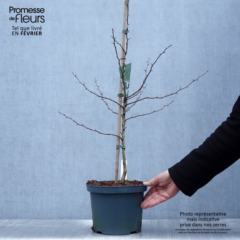 Mespilus germanica Westerveld - Common Medlar 4L/5L pot sample as delivered in winter