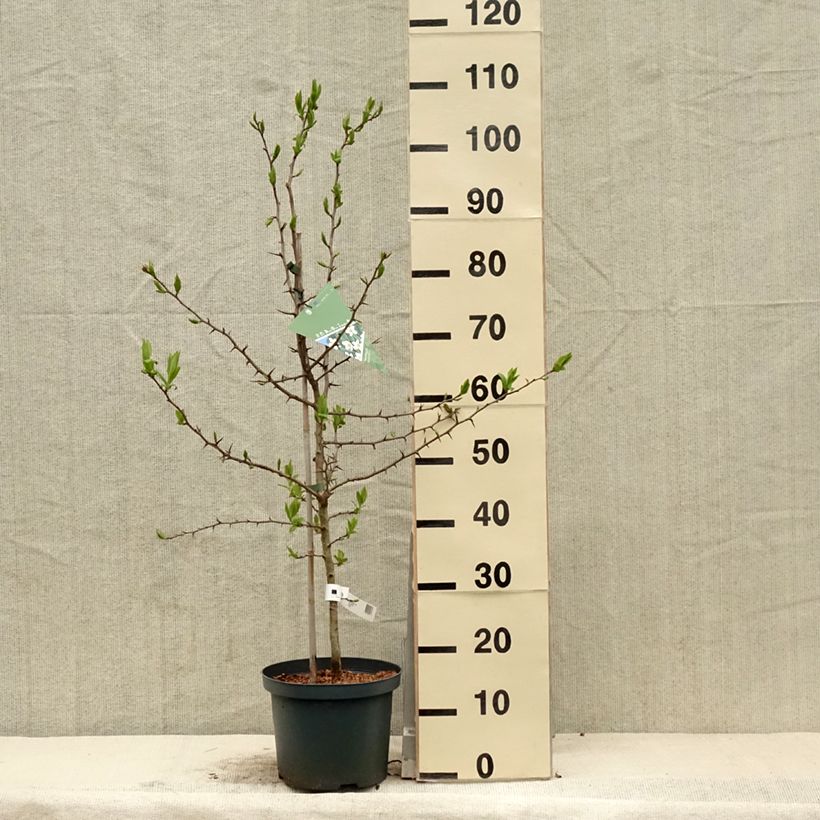 Mespilus germanica Westerveld - Common Medlar 4L/5L pot sample as delivered in spring