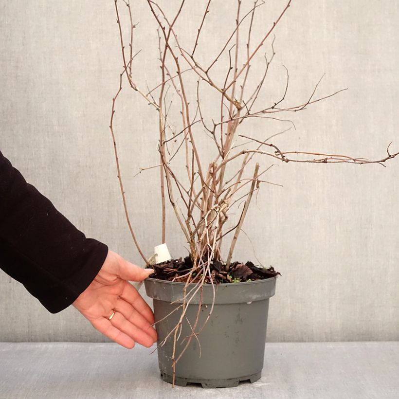 Neillia thibetica - False spirea 3L/4L pot sample as delivered in winter