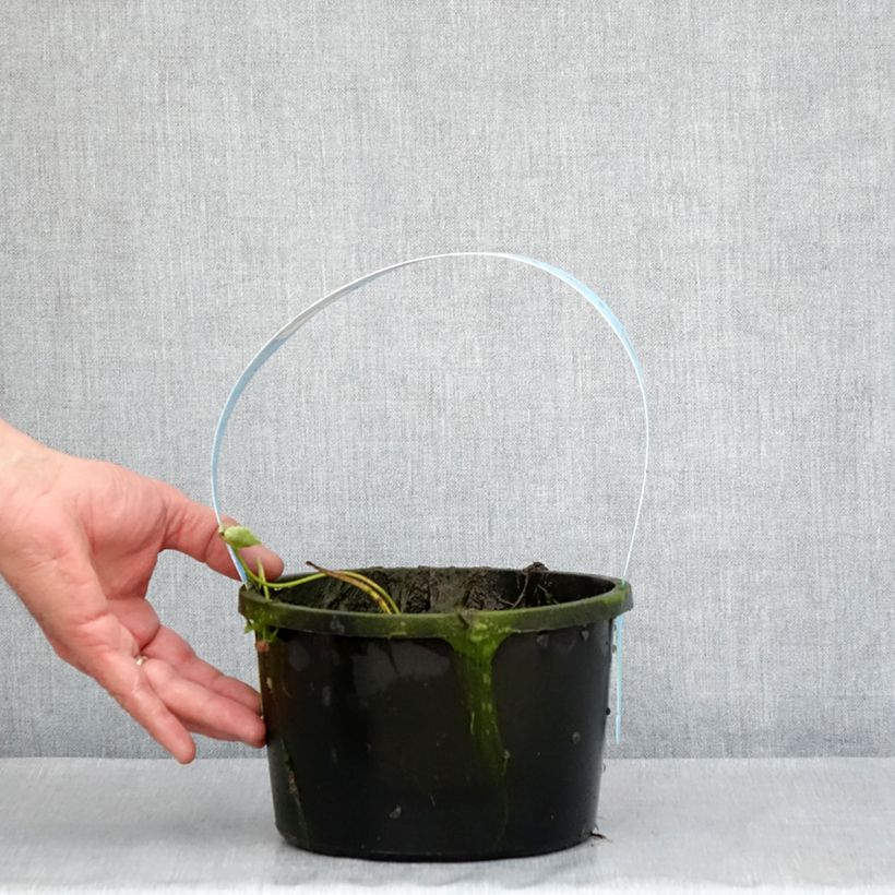 Nelumbo Pygmaea Pink - Sacred Lotus 3L/4L pot sample as delivered in spring