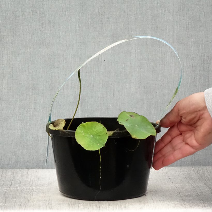 Nelumbo Pygmaea Pink - Sacred Lotus 3L/4L pot sample as delivered in summer