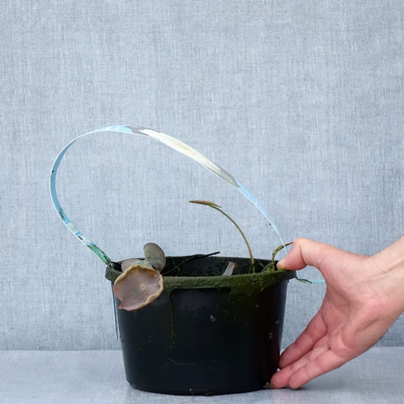 Nelumbo Pygmaea White - Sacred Lotus 3L/4L pot sample as delivered in spring