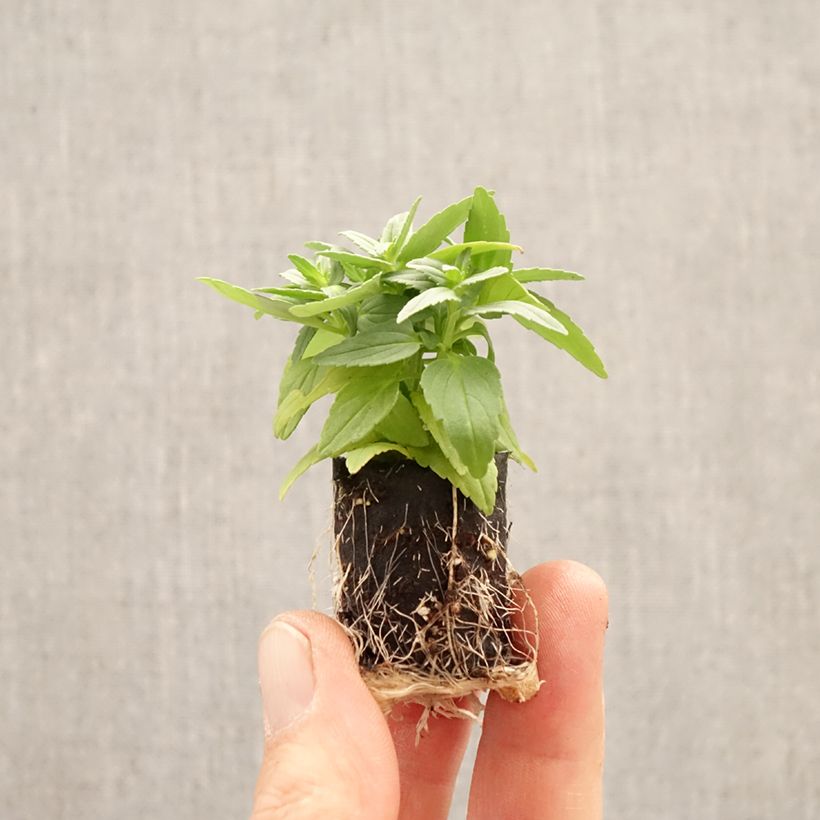 Nemesia strumosa Aroma Banana Split Plug plant 1.5/2.5 cm sample as delivered in spring